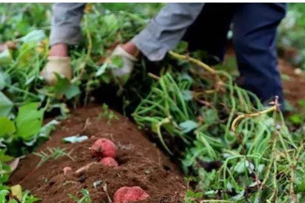 野地瓜何时修剪，在夏季和冬季进行