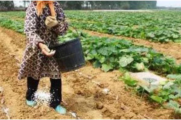 野地瓜何时修剪，在夏季和冬季进行