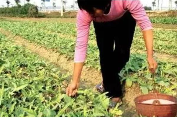 野地瓜何时修剪，在夏季和冬季进行