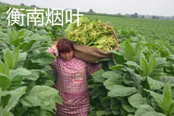 湖南省衡南县的特产，南岳猕猴桃吃法多样