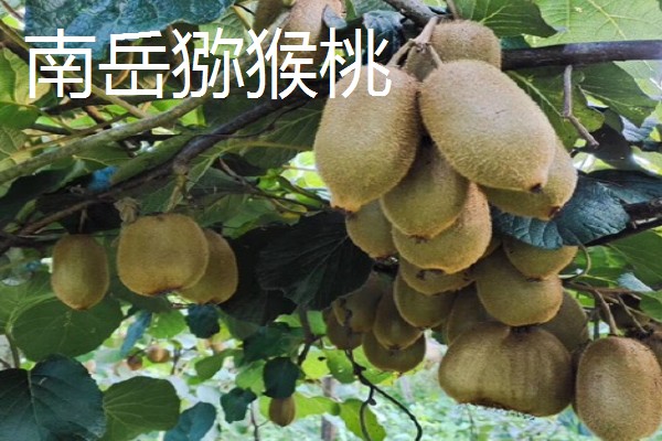 湖南省衡南县的特产，南岳猕猴桃吃法多样