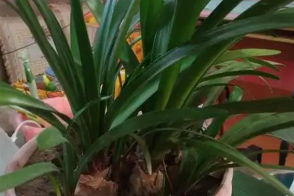 如何养紫根兰才长得快，要将其养在阳光充足的地方