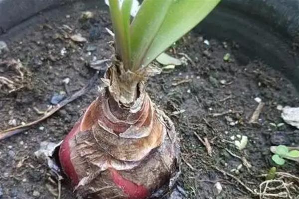 如何养紫根兰才长得快，要将其养在阳光充足的地方