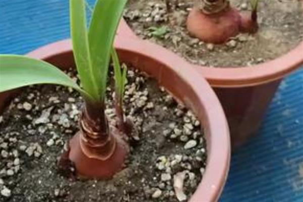 如何养紫根兰才长得快，要将其养在阳光充足的地方