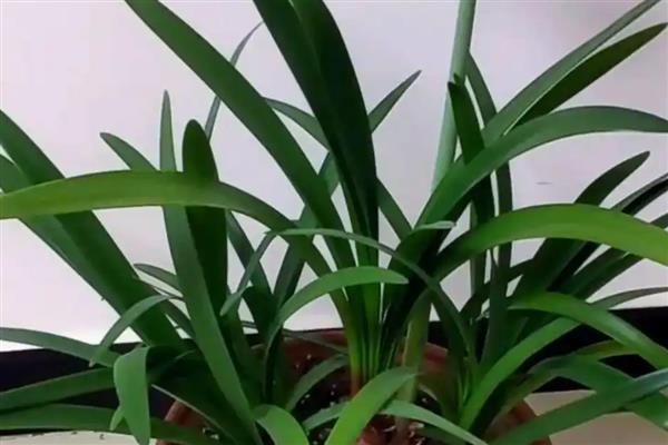 如何养紫根兰才长得快，要将其养在阳光充足的地方