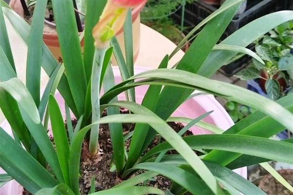 如何养紫根兰才长得快，要将其养在阳光充足的地方