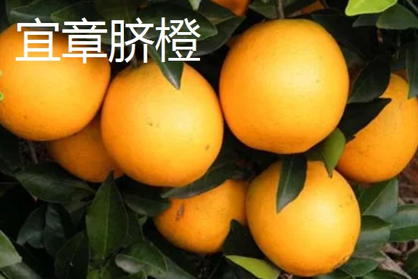 湖南省衡南县的特产，南岳猕猴桃吃法多样