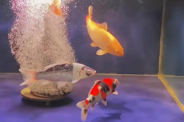 锦鲤跳缸摔伤了怎么办,要及时将其放回鱼缸中