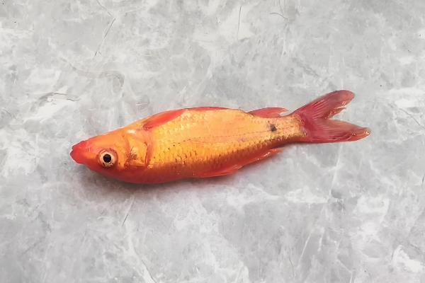 锦鲤跳缸摔伤了怎么办,要及时将其放回鱼缸中