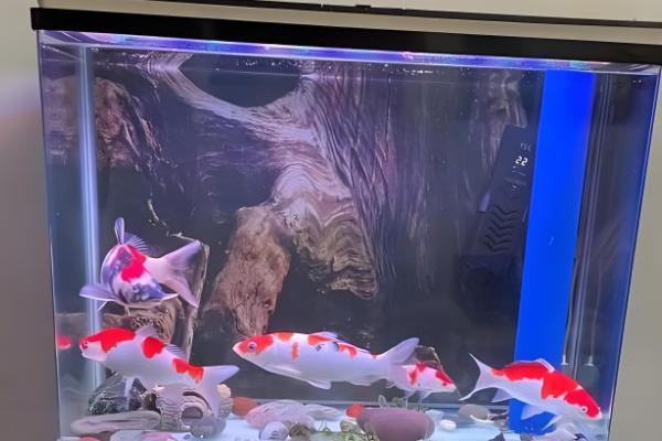 锦鲤跳缸摔伤了怎么办,要及时将其放回鱼缸中