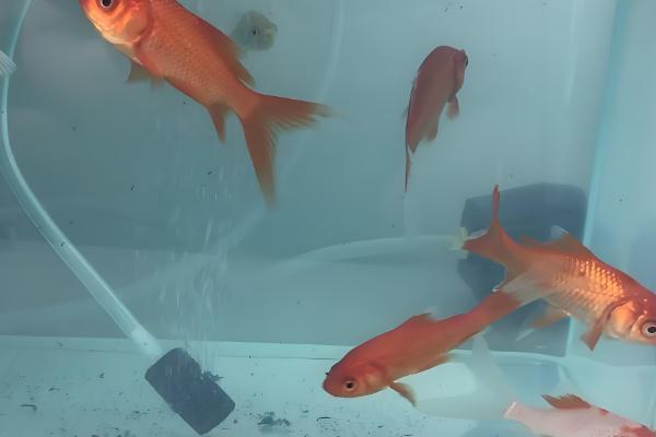 锦鲤跳缸摔伤了怎么办,要及时将其放回鱼缸中