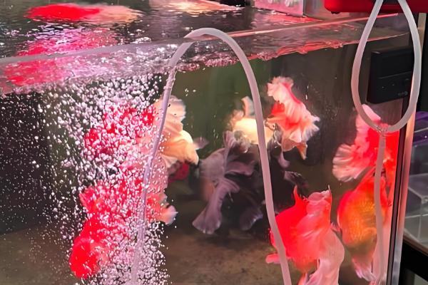 锦鲤跳缸摔伤了怎么办,要及时将其放回鱼缸中