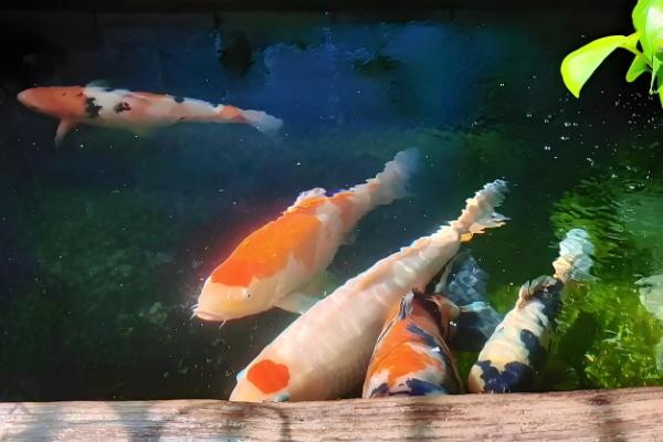 锦鲤跳缸摔伤了怎么办,要及时将其放回鱼缸中