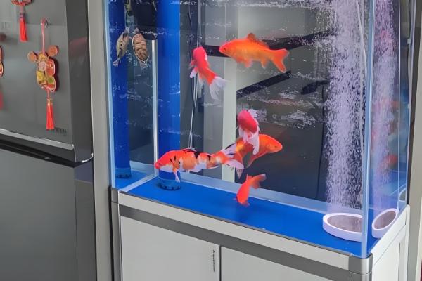 锦鲤跳缸摔伤了怎么办,要及时将其放回鱼缸中