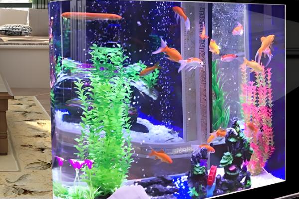 锦鲤跳缸摔伤了怎么办,要及时将其放回鱼缸中