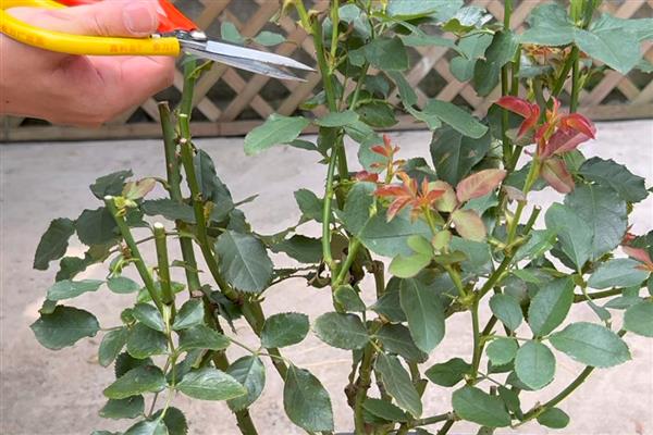 春天可以修剪月季吗，春天可以修剪