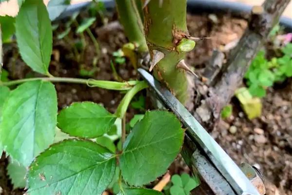 春天可以修剪月季吗，春天可以修剪