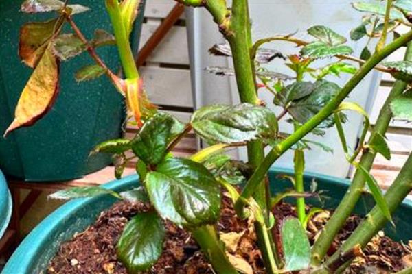 春天可以修剪月季吗，春天可以修剪