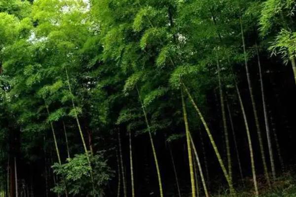 竹子的寓意是什么，寓意淳朴简约、生命活力等