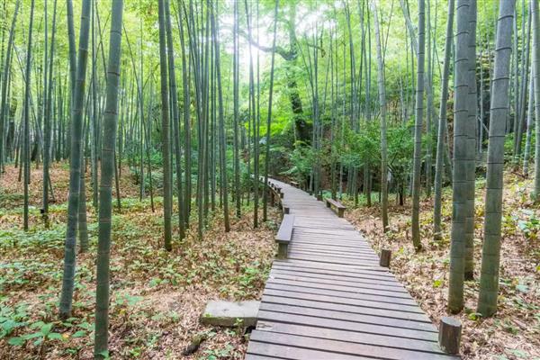 竹子的寓意是什么，寓意淳朴简约、生命活力等