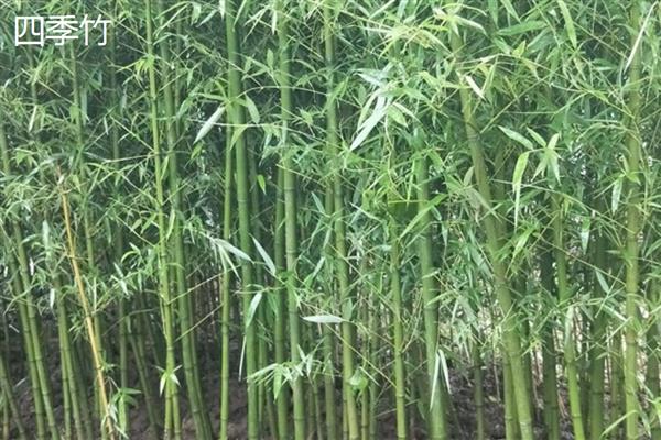 竹子的寓意是什么，寓意淳朴简约、生命活力等