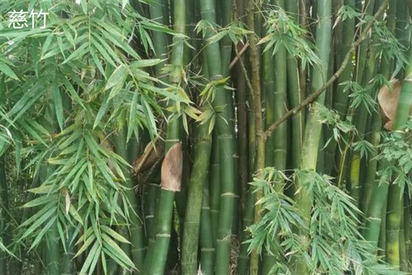 竹子的寓意是什么，寓意淳朴简约、生命活力等