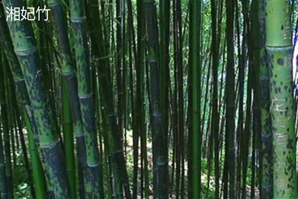 竹子的寓意是什么，寓意淳朴简约、生命活力等