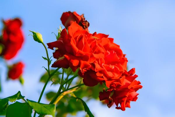 月季的花语，不同颜色的花语不同
