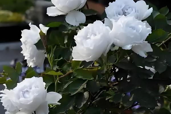 月季的花语，不同颜色的花语不同