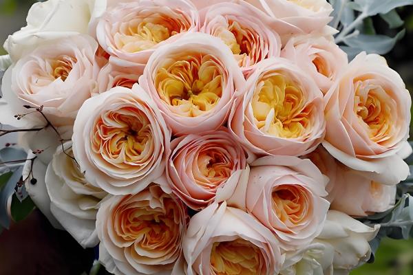 月季的花语，不同颜色的花语不同