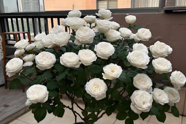 月季的花语，不同颜色的花语不同