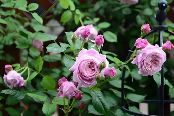 月季的花语，不同颜色的花语不同