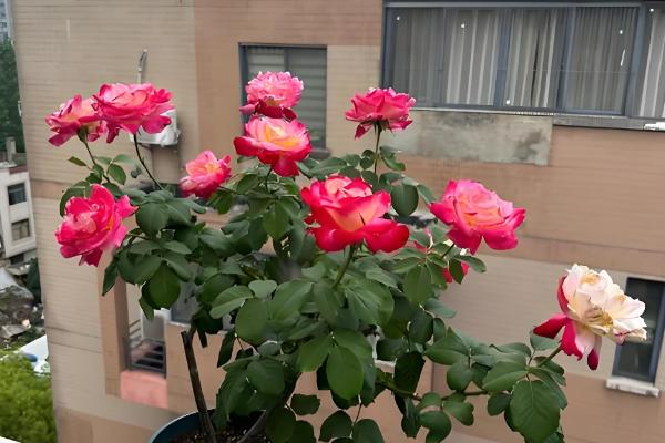 月季的花语，不同颜色的花语不同