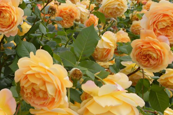 月季的花语，不同颜色的花语不同