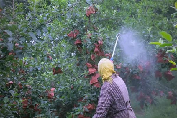 啶虫脒可以杀什么虫,可以防治半翅目等害虫