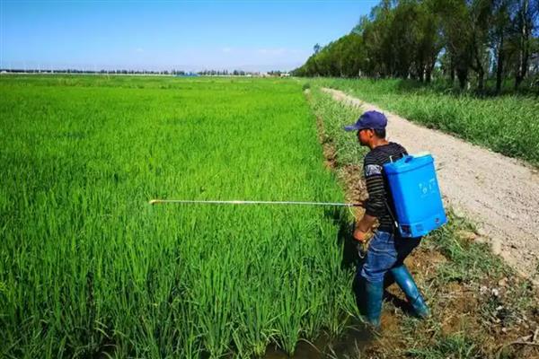 啶虫脒可以杀什么虫,可以防治半翅目等害虫
