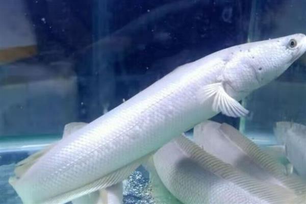 白乌鱼的价格，一斤售价40-60元左右