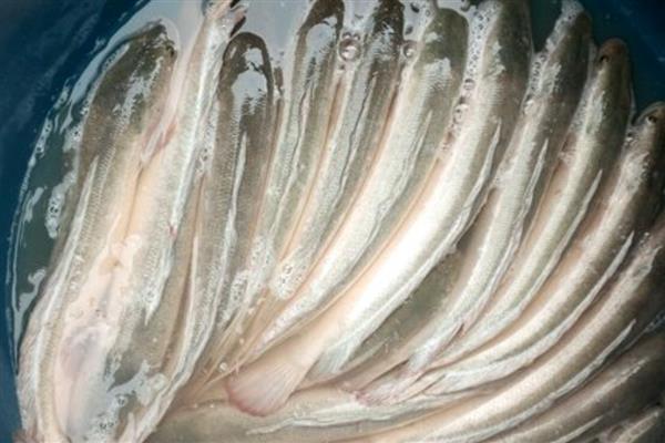 白乌鱼的价格，一斤售价40-60元左右