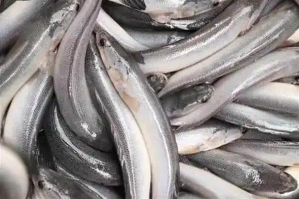 白乌鱼的价格，一斤售价40-60元左右