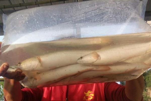 白乌鱼的价格，一斤售价40-60元左右