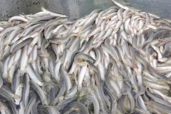 白乌鱼的价格，一斤售价40-60元左右