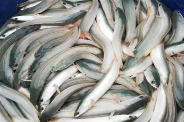 白乌鱼的价格，一斤售价40-60元左右