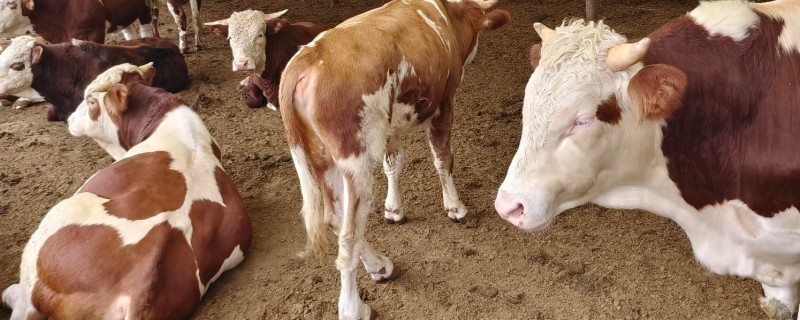 牛四肢无力站不起来怎么办，产后母牛可注射葡萄糖酸钙