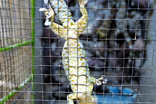 壁虎怎么养殖,一般在晚上喂食