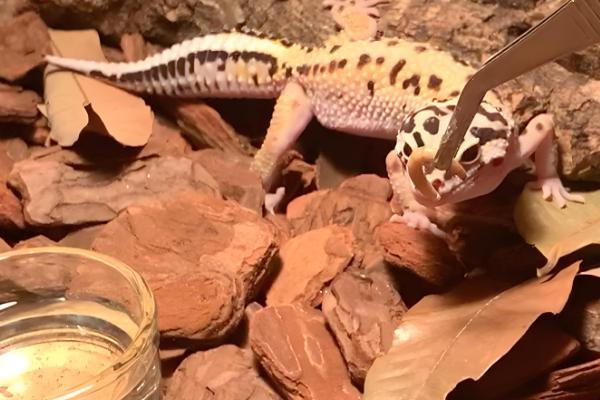 壁虎怎么养殖,一般在晚上喂食