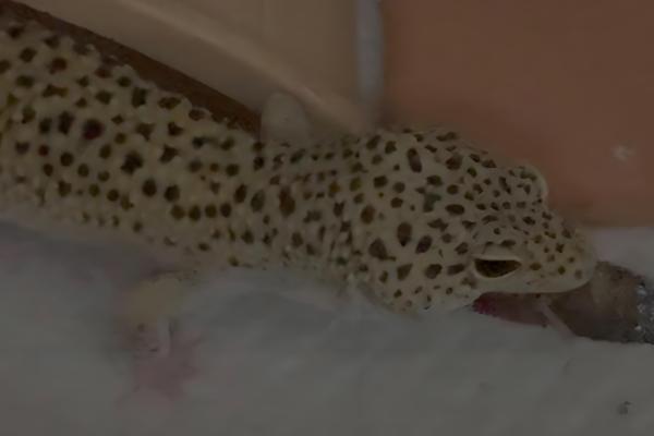 壁虎怎么养殖,一般在晚上喂食