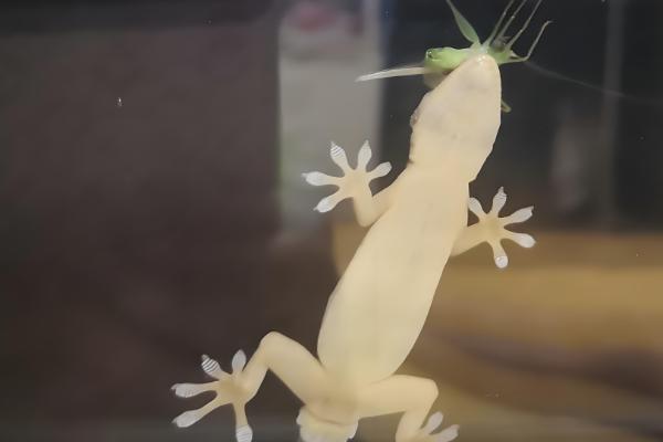 壁虎怎么养殖,一般在晚上喂食