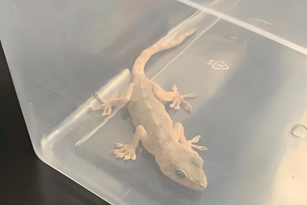 壁虎怎么养殖,一般在晚上喂食