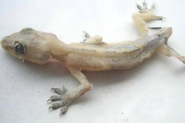 壁虎怎么养殖,一般在晚上喂食