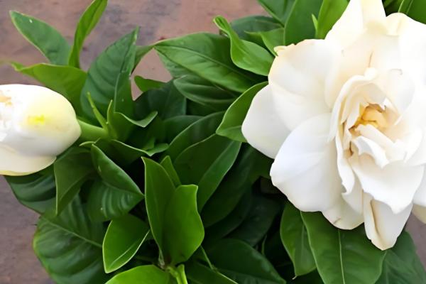 盆栽栀子花的开放次数,大叶栀子每年仅开放一次